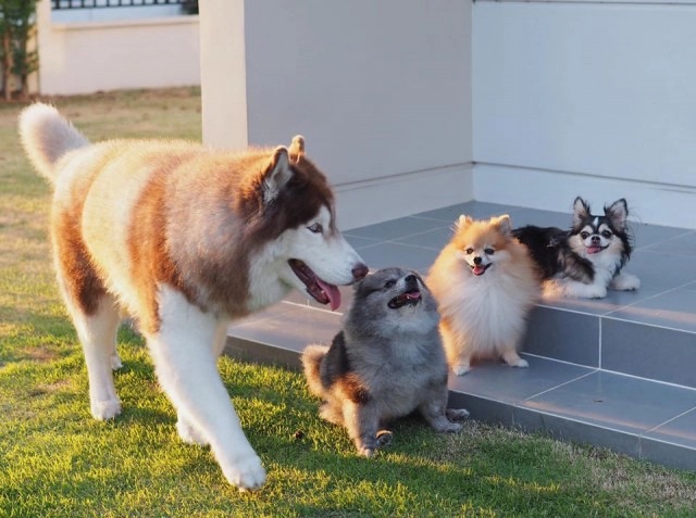 แฟนคลับช็อก "กัปตันควิ้นท์" หมาดัง ตายกะทันหัน ไฟดับเป็นเหตุ