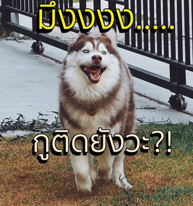 แฟนคลับช็อก "กัปตันควิ้นท์" หมาดัง ตายกะทันหัน ไฟดับเป็นเหตุ