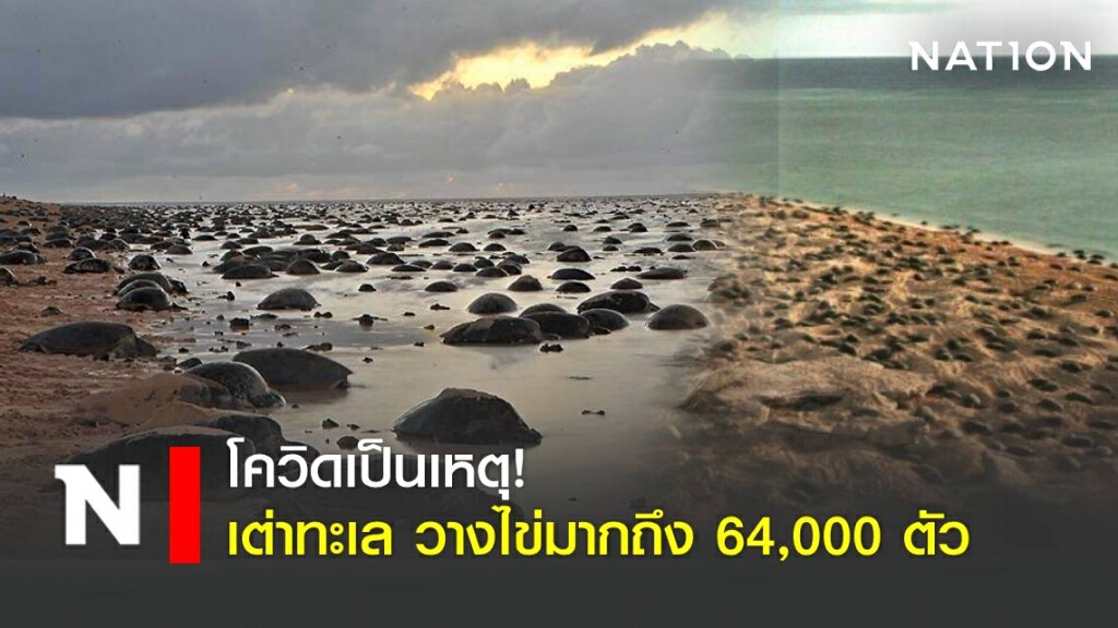 ที่ออสเตรเลีย เต่าทะเลขึ้นวางไข่ในปีนี้ มากถึง 64,000 ตัว