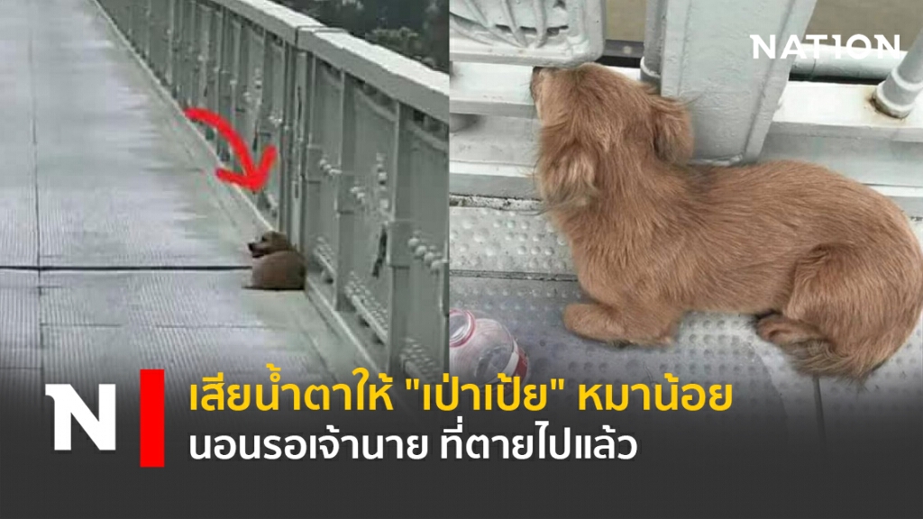 เสียน้ำตาให้ "เป่าเป้ย" หมาน้อย นอนรอเจ้านาย ที่ตายไปแล้ว