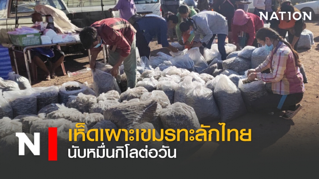 เห็ดเผาะเขมรทะลักไทย นับหมื่นกิโลต่อวัน เห็ดเผาะเขมรทะลักไทย นับหมื่นกิโลต่อวัน
