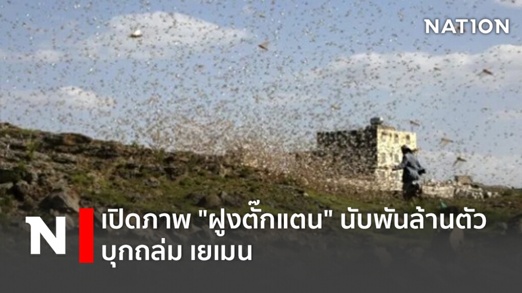 เปิดภาพ "ฝูงตั๊กแตน" นับพันล้านตัว บุกถล่ม เยเมน