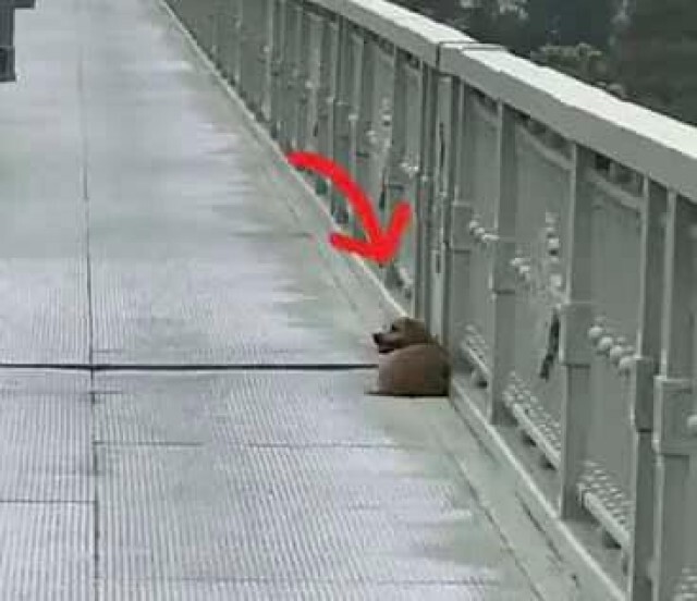 เสียน้ำตาให้ "เป่าเป้ย" หมาน้อย นอนรอเจ้านาย ที่ตายไปแล้ว