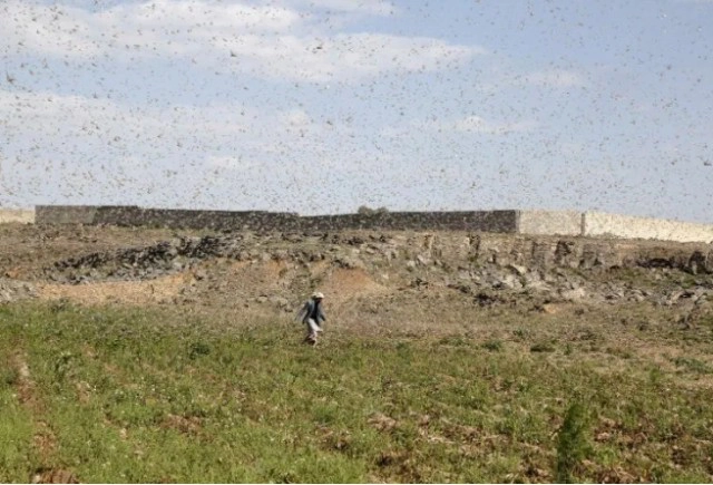 เปิดภาพ "ฝูงตั๊กแตน" นับพันล้านตัว บุกถล่ม เยเมน