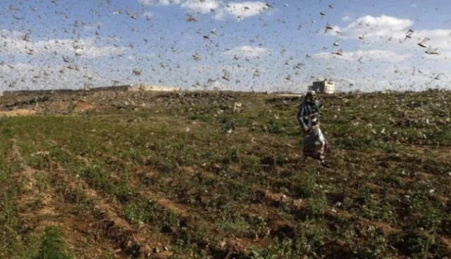 เปิดภาพ "ฝูงตั๊กแตน" นับพันล้านตัว บุกถล่ม เยเมน