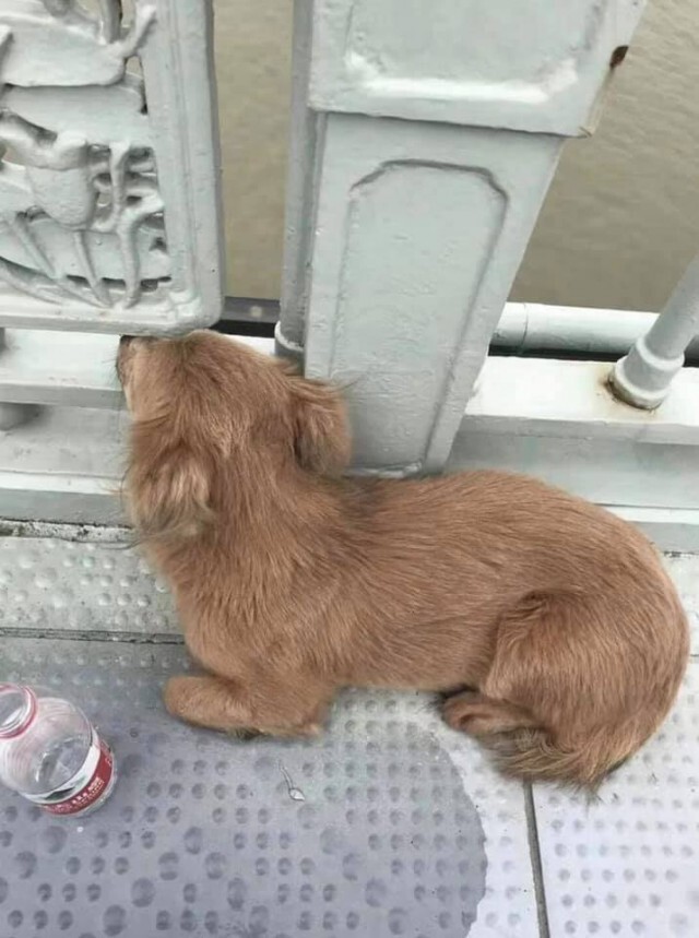 เสียน้ำตาให้ "เป่าเป้ย" หมาน้อย นอนรอเจ้านาย ที่ตายไปแล้ว