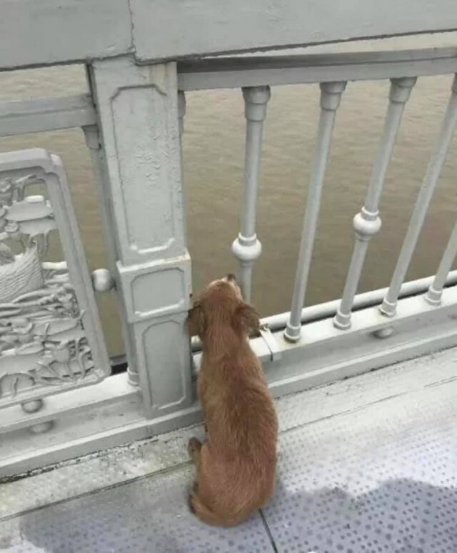 เสียน้ำตาให้ "เป่าเป้ย" หมาน้อย นอนรอเจ้านาย ที่ตายไปแล้ว