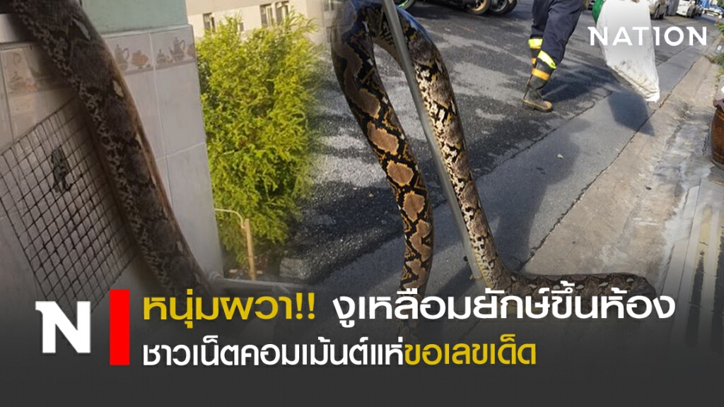 ผวา!! งูเหลือมยักษ์ เลื้อยขึ้นคอนโดชาวเน็ตแห่ดูเลขห้อง