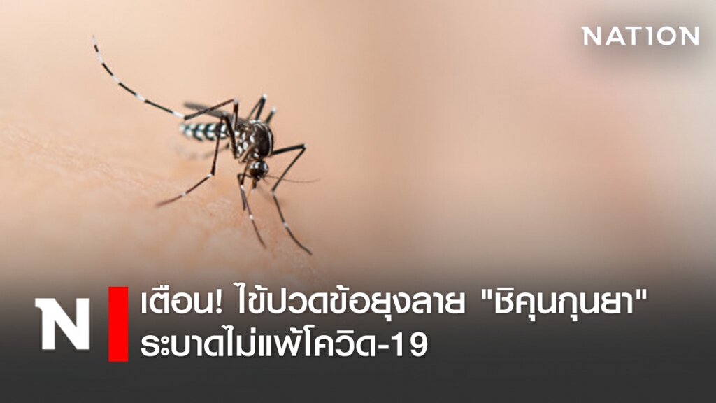 เตือน! ระวังไข้ปวดข้อยุงลาย "ชิคุนกุนยา" ระบาดไม่แพ้โควิด-19