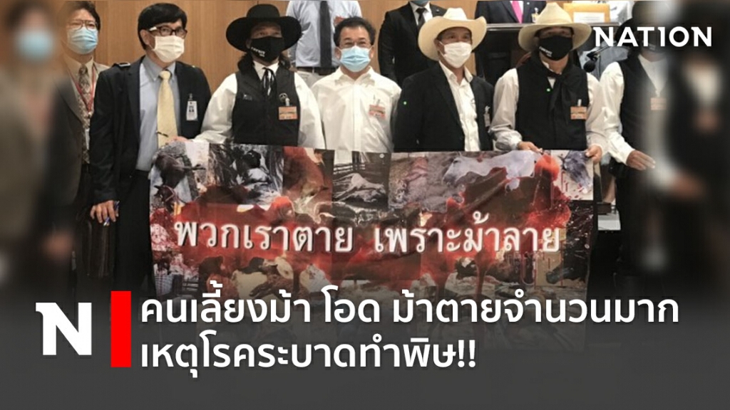 คนเลี้ยงม้า โอด ม้าตายจำนวนมาก เหตุโรคระบาดทำพิษ!! คนเลี้ยงม้า โอด ม้าตายจำนวนมาก เหตุโรคระบาดทำพิษ!!