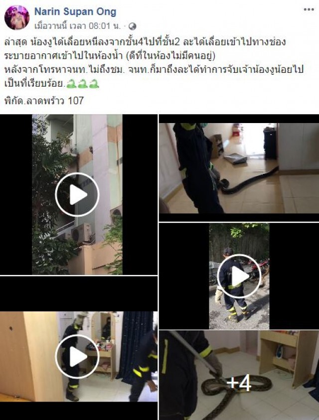ผวา!! งูเหลือมยักษ์ เลื้อยขึ้นคอนโดชาวเน็ตแห่ดูเลขห้อง