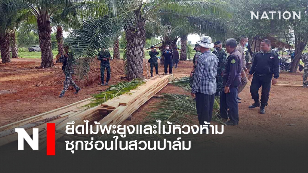 ยึดไม้พะยูงและไม้หวงห้าม ซุกซ่อนในสวนปาล์ม