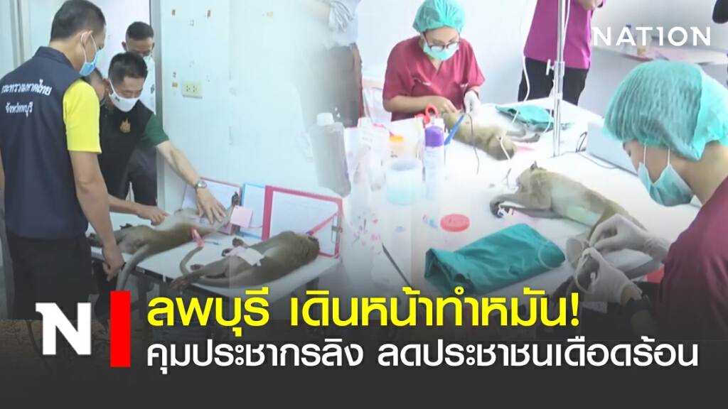 ลพบุรี เดินหน้าทำหมัน! ลดประชากรลิง ลดประชาชนเดือดร้อน