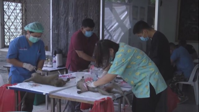 ลพบุรี เดินหน้าทำหมัน! ลดประชากรลิง ลดประชาชนเดือดร้อน