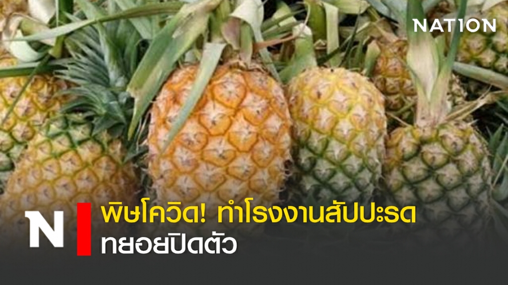 พิษโควิด! ทำโรงงานสัปปะรด ทยอยปิดตัว พิษโควิด! ทำโรงงานสัปปะรด ทยอยปิดตัว