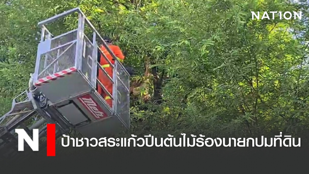 ป้าชาวสระแก้วปีนต้นไม้ร้องนายกปมที่ดิน ป้าชาวสระแก้วปีนต้นไม้ร้องนายกปมที่ดิน