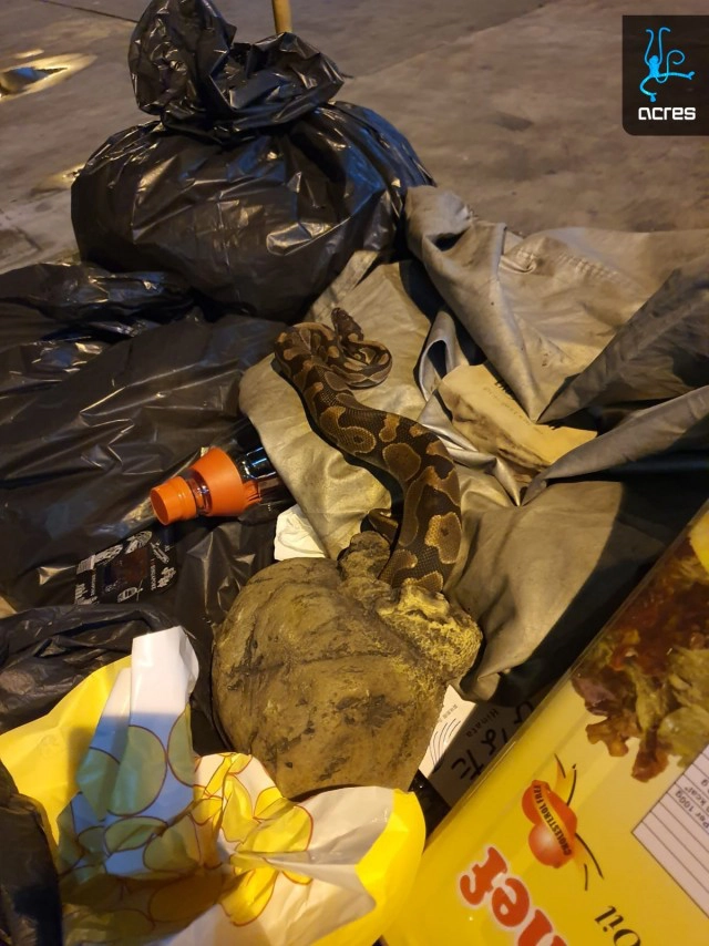 พบ ลิงมาร์โมเสท-งูหลาม ถูกทรมานอาการปางตาย