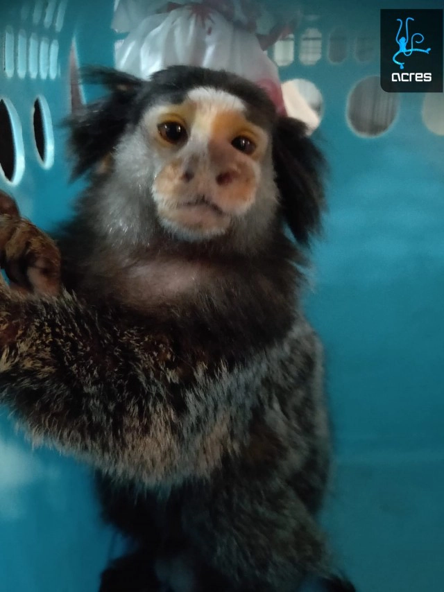 พบ ลิงมาร์โมเสท-งูหลาม ถูกทรมานอาการปางตาย