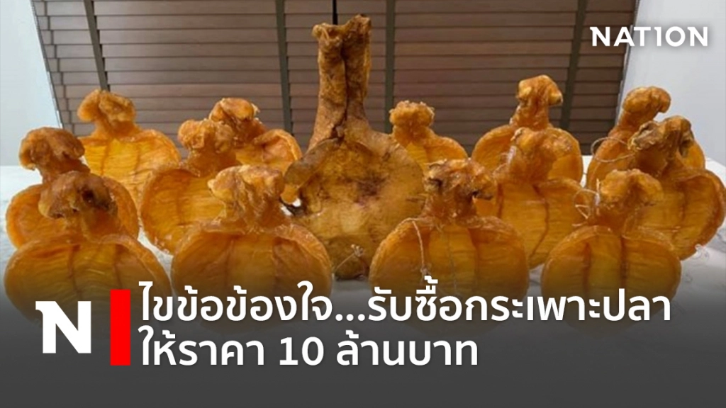ไขข้อข้องใจ...รับซื้อกระเพาะปลาให้ราคา 10 ล้านบาท