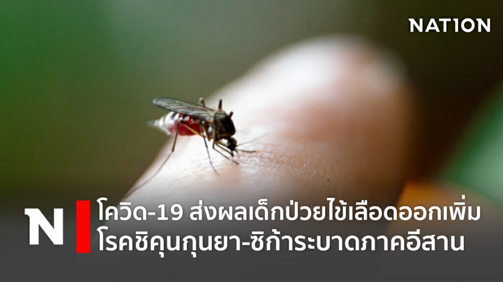 โควิด-19 ส่งผลเด็กป่วยไข้เลือดเพิ่ม พบโรคชิคุนกุนยาและซิก้าระบาดภาคอีสาน