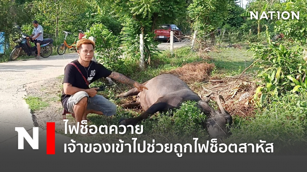 ไฟช็อตควาย เจ้าของเข้าไปช่วยถูกไฟช็อตสาหัส