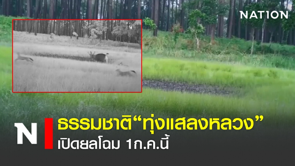 ธรรมชาติ "ทุ่งแสลงหลวง" เปิดยลโฉม 1 ก.ค.นี้