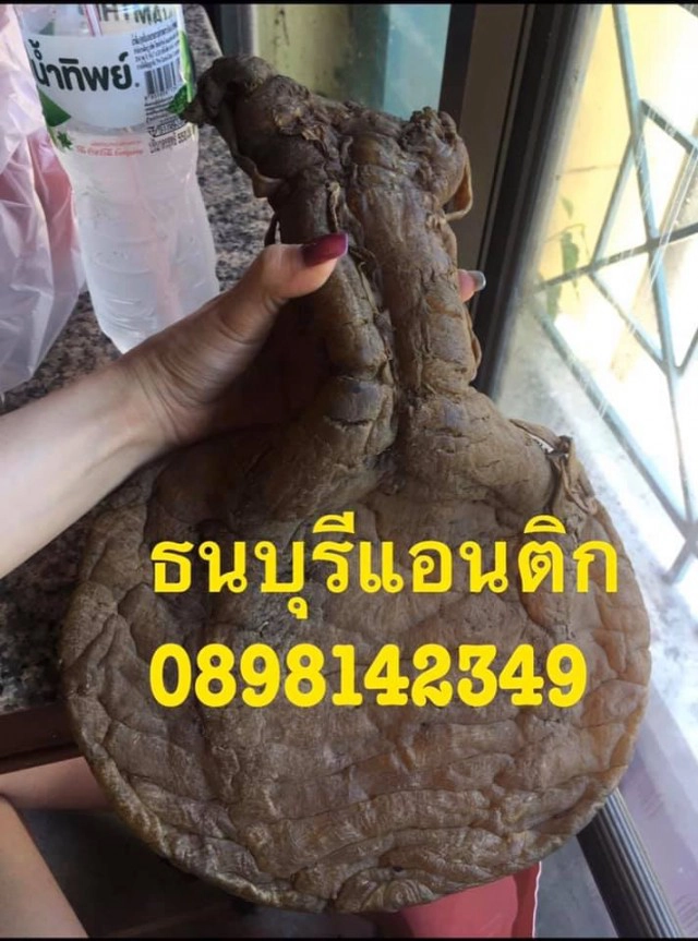 ไขข้อข้องใจ...รับซื้อกระเพาะปลาให้ราคา 10 ล้านบาท