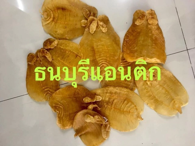 ไขข้อข้องใจ...รับซื้อกระเพาะปลาให้ราคา 10 ล้านบาท