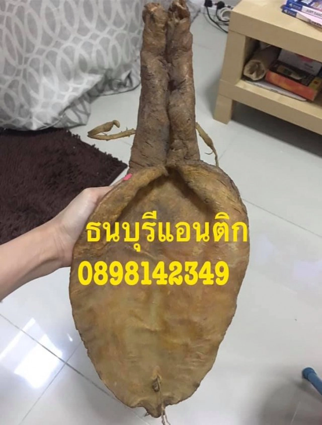 ไขข้อข้องใจ...รับซื้อกระเพาะปลาให้ราคา 10 ล้านบาท