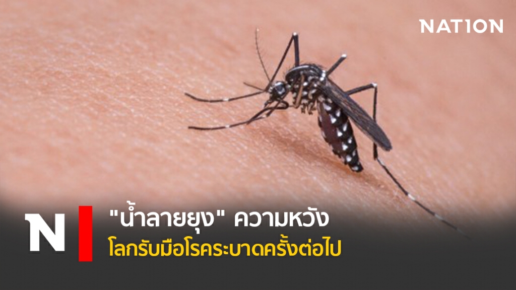 "น้ำลายยุง" ความหวังโลกรับมือโรคระบาดครั้งต่อไป
