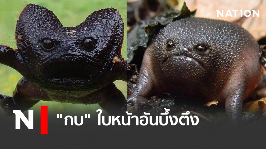 "กบ"ใบหน้าอันบึ้งตึง