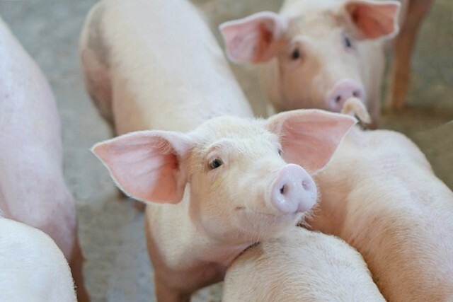 สมาคมหมู เผยโควิด - ASF เป็นโอกาสดันส่งออกหมูไทย