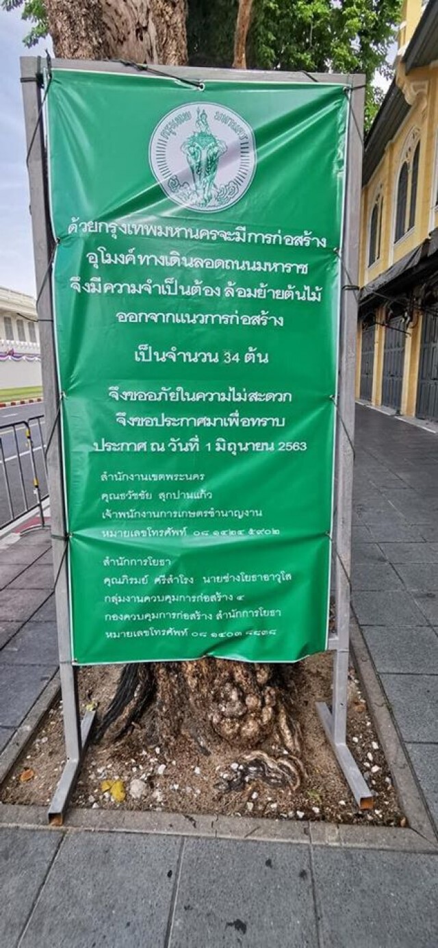 "ลาก่อนต้นไม้" สะเทือนใจ กทม.รื้อถอนต้นไม้ ถ.หน้าพระลาน สร้างอุโมงค์
