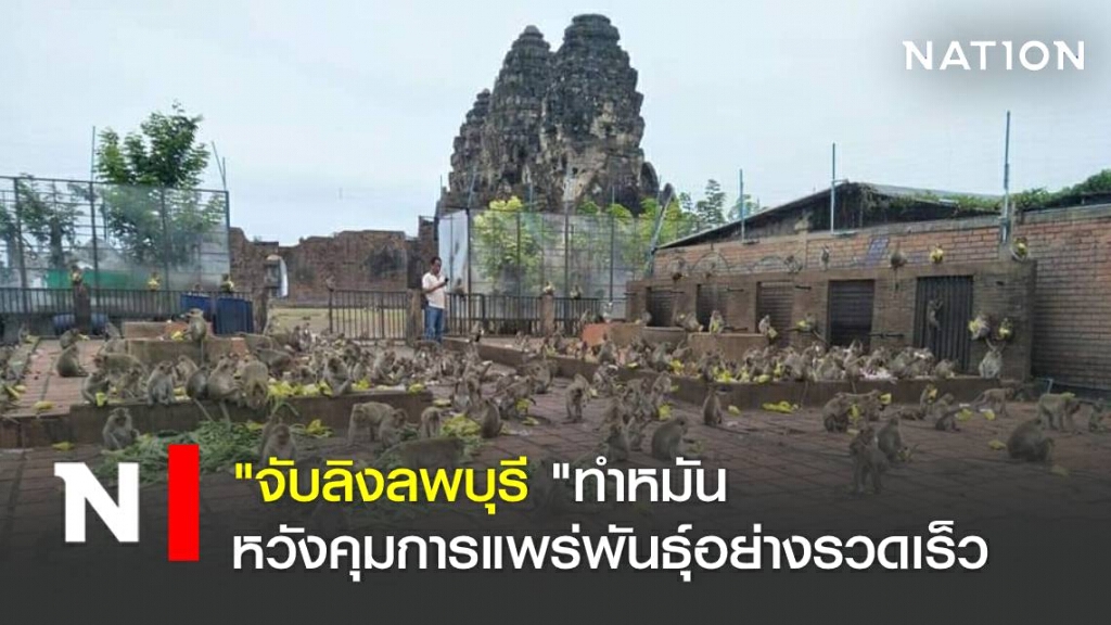 "จับลิงลพบุรี "ทำหมันหวังคุมการแพร่พันธุ์อย่างรวดเร็ว