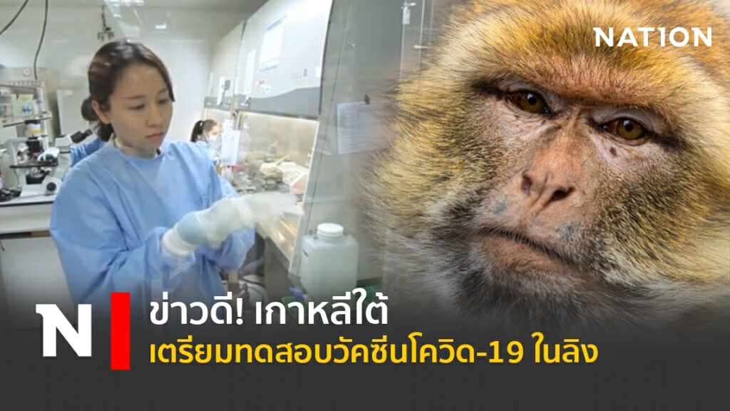 ข่าวดี! เกาหลีใต้เตรียมทดสอบวัคซีนโควิด-19 ในลิง ข่าวดี! เกาหลีใต้เตรียมทดสอบวัคซีนโควิด-19 ในลิง