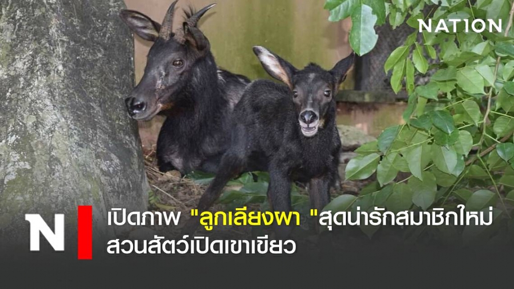 เปิดภาพ "ลูกเลียงผา "สุดน่ารักสมาชิกใหม่สวนสัตว์เปิดเขาเขียว เปิดภาพ "ลูกเลียงผา "สุดน่ารักสมาชิกใหม่สวนสัตว์เปิดเขาเขียว