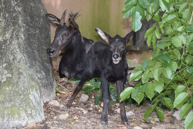 เปิดภาพ "ลูกเลียงผา "สุดน่ารักสมาชิกใหม่สวนสัตว์เปิดเขาเขียว