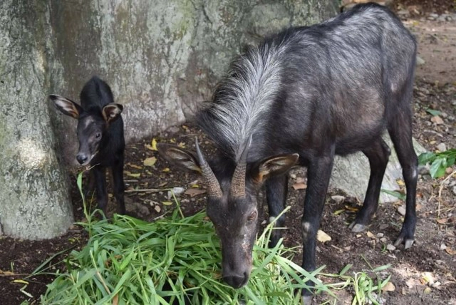 เปิดภาพ "ลูกเลียงผา "สุดน่ารักสมาชิกใหม่สวนสัตว์เปิดเขาเขียว