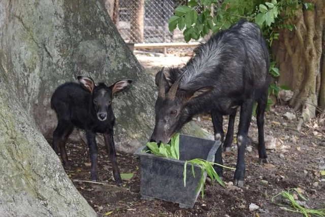 เปิดภาพ "ลูกเลียงผา "สุดน่ารักสมาชิกใหม่สวนสัตว์เปิดเขาเขียว