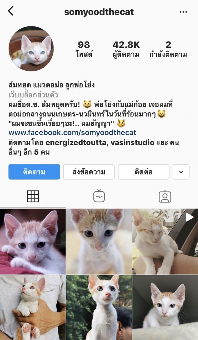 โย่ง อาร์มแชร์ เล่าถึงความน่ารักของ "ส้มหยุด " แมวเหมียวที่ใครๆก็หลงรัก