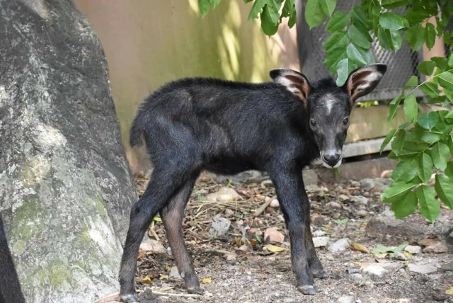 เปิดภาพ "ลูกเลียงผา "สุดน่ารักสมาชิกใหม่สวนสัตว์เปิดเขาเขียว