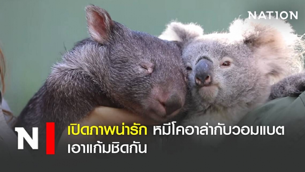 เปิดภาพน่ารัก หมีโคอาล่ากับวอมแบต เอาแก้มชิดกัน เปิดภาพน่ารัก หมีโคอาล่ากับวอมแบต เอาแก้มชิดกัน