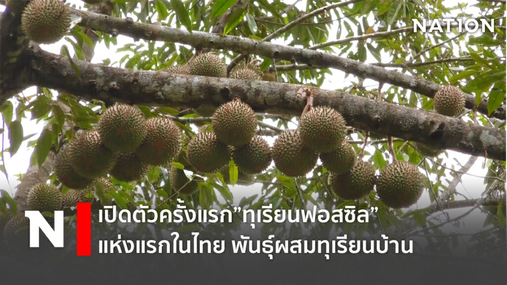 เปิดตัวครั้งแรก "ทุเรียนฟอสซิล" พันธุ์ผสมทุเรียนบ้าน แห่งแรกในไทย