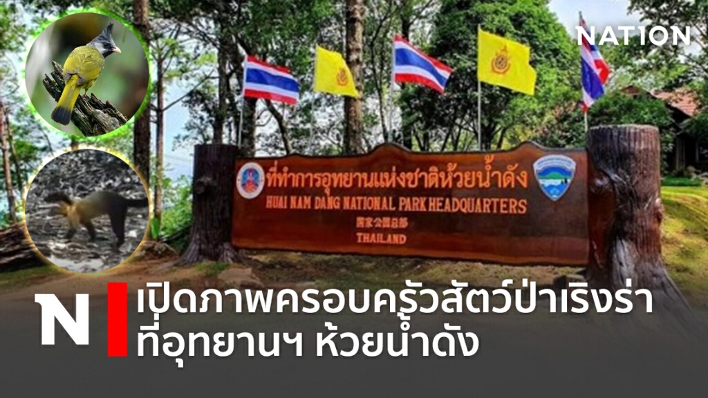 เปิดภาพครอบครัวสัตว์ป่าเริงร่าที่อุทยานฯห้วยน้ำดัง