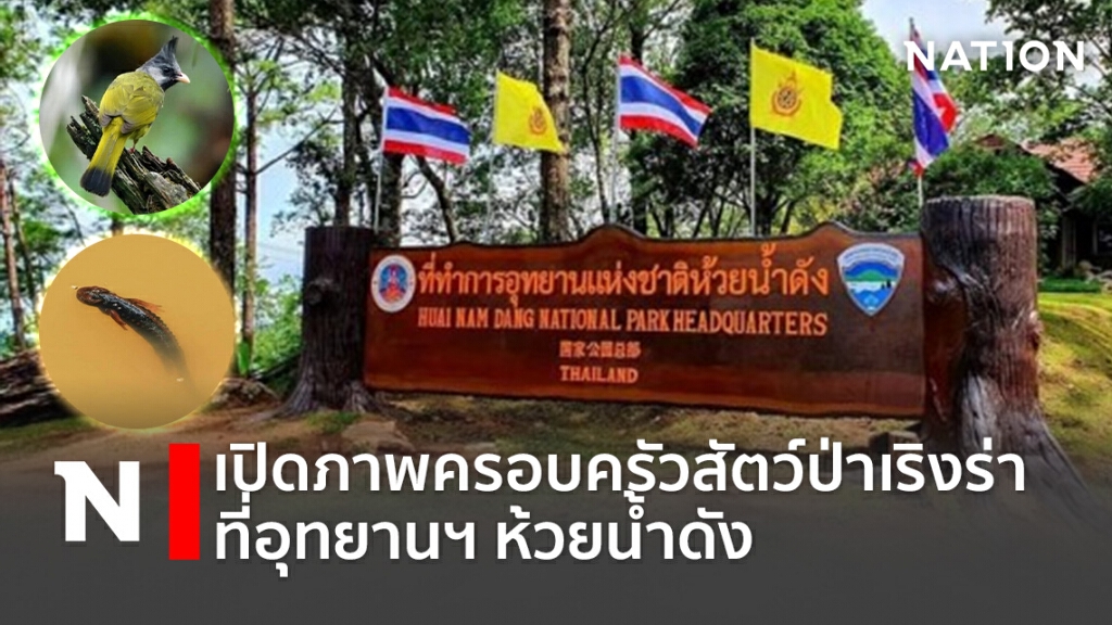 เปิดภาพครอบครัวสัตว์ป่าเริงร่าที่อุทยานฯห้วยน้ำดัง