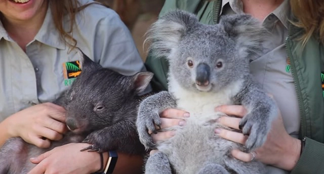 เปิดภาพน่ารัก หมีโคอาล่ากับวอมแบต เอาแก้มชิดกัน