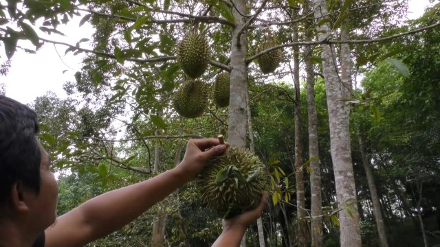 เปิดตัวครั้งแรก "ทุเรียนฟอสซิล" พันธุ์ผสมทุเรียนบ้าน แห่งแรกในไทย