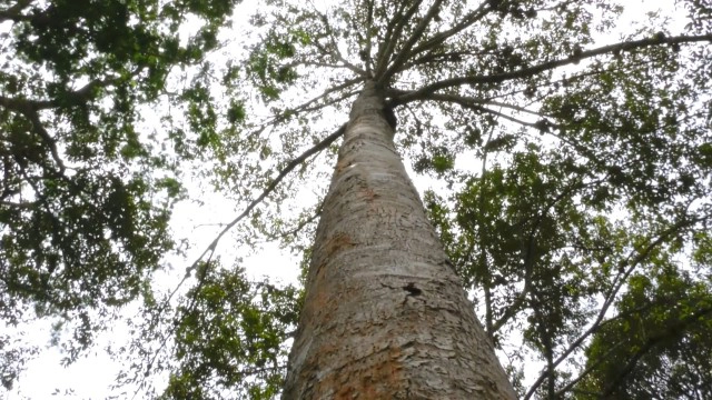 เปิดตัวครั้งแรก "ทุเรียนฟอสซิล" พันธุ์ผสมทุเรียนบ้าน แห่งแรกในไทย