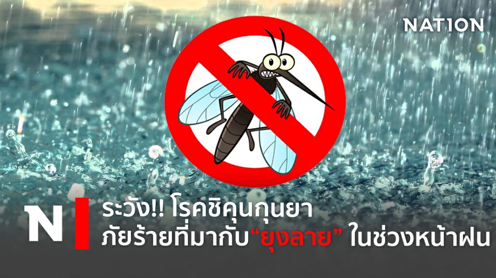 ระวัง!! โรคชิคุนกุนยา ภัยร้ายที่มากับ "ยุงลาย" ในช่วงหน้าฝน