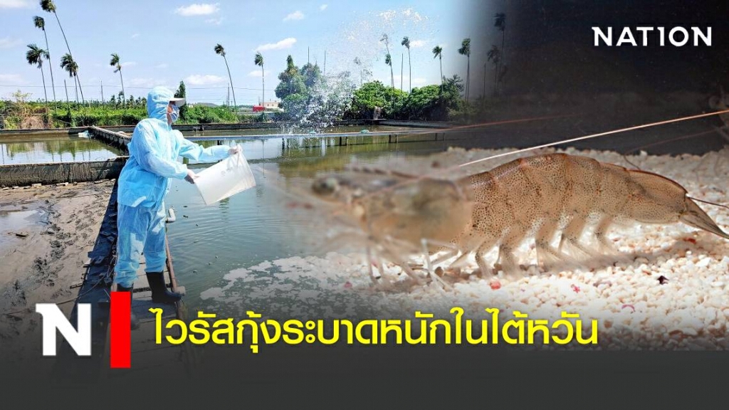 ไวรัสกุ้งระบาดหนักในไต้หวัน พบต้นตอมาจากจีน